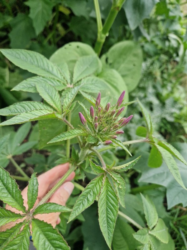 Cleome houtteana (Spider flower) (alternate view 6)