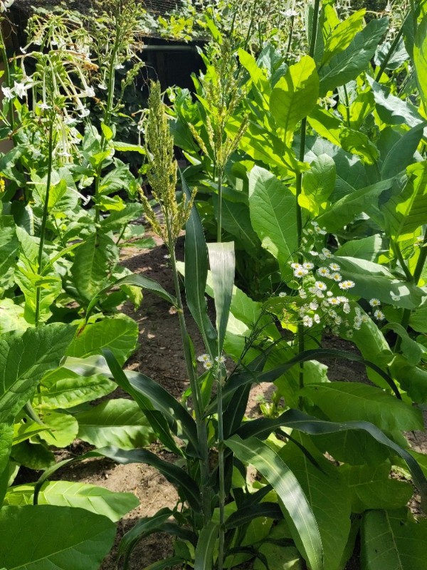 Sorghum bicolor (Sorghums)