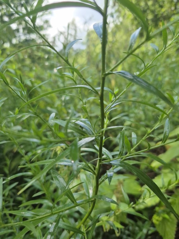Symphyotrichum lanceolatum (panicled aster) (alternate view 12)