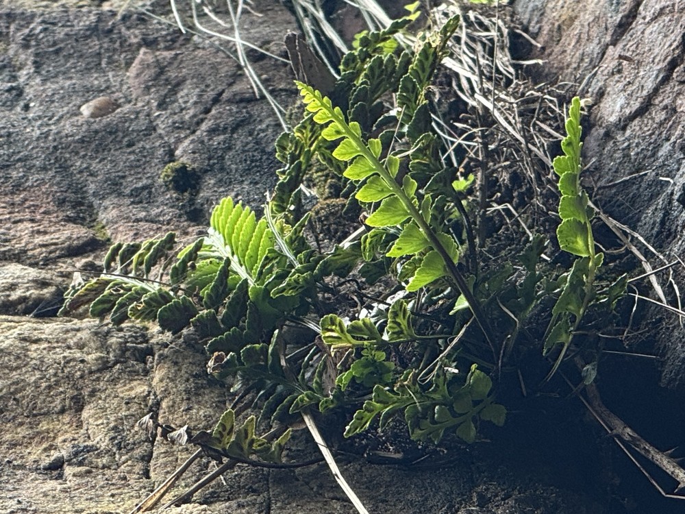 Asplenium marinum (sea spleenwort) (alternate view 12)