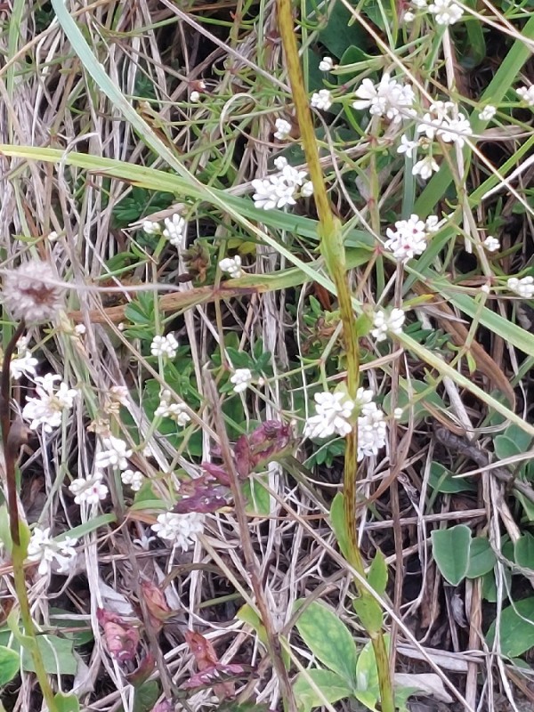 Cynanchica pyrenaica (Squinancywort) (alternate view 7)