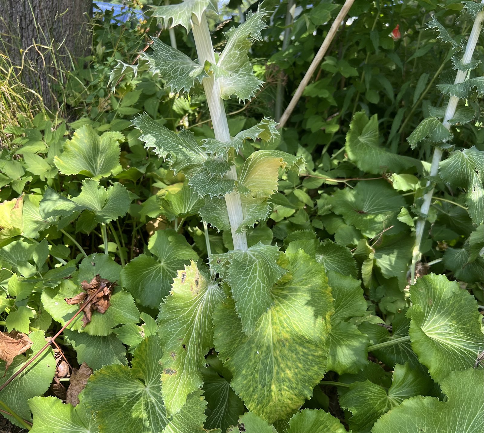 Eryngium giganteum (Miss Wilmott's ghost) (alternate view 2)