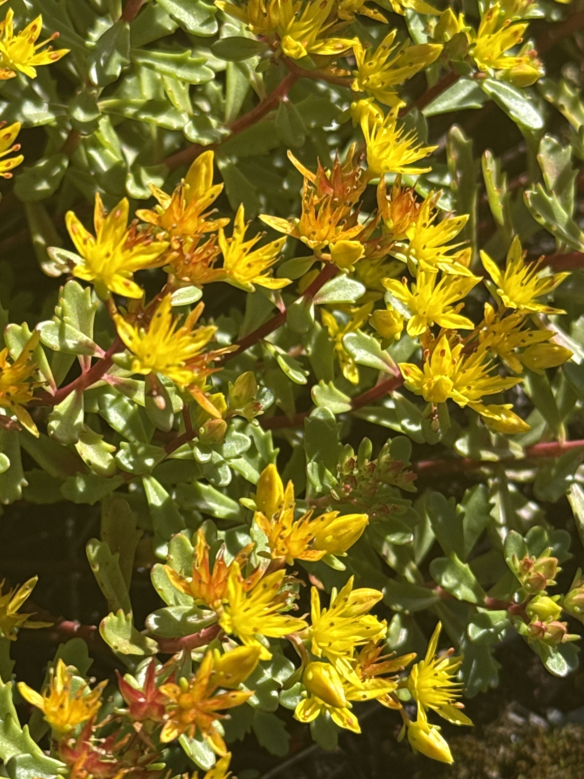 Phedimus kamtschaticus (Orange Stonecrop) (alternate view 11)
