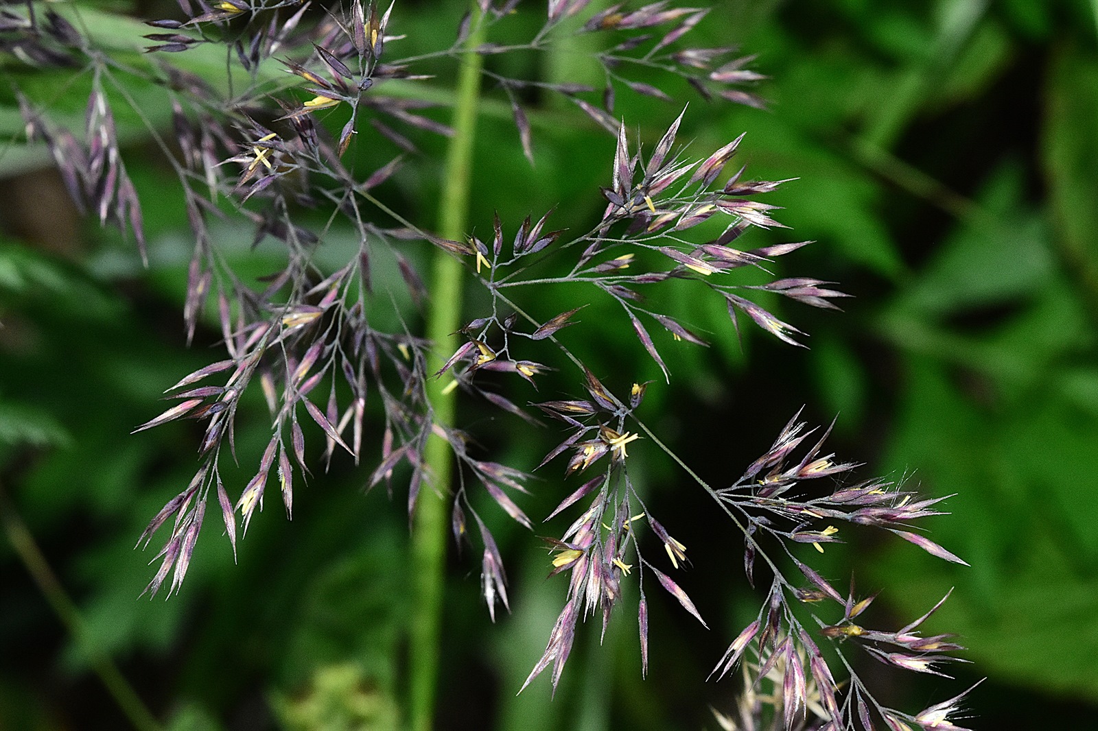Calamagrostis brachytricha (Korean Feather Reed Grass) (alternate view 6)