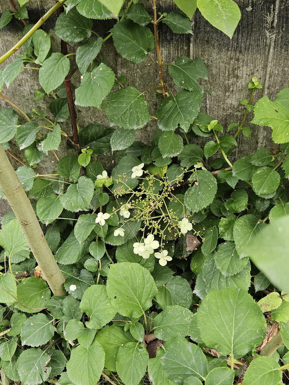 Hydrangea petiolaris (climbing hydrangea) (alternate view 6)