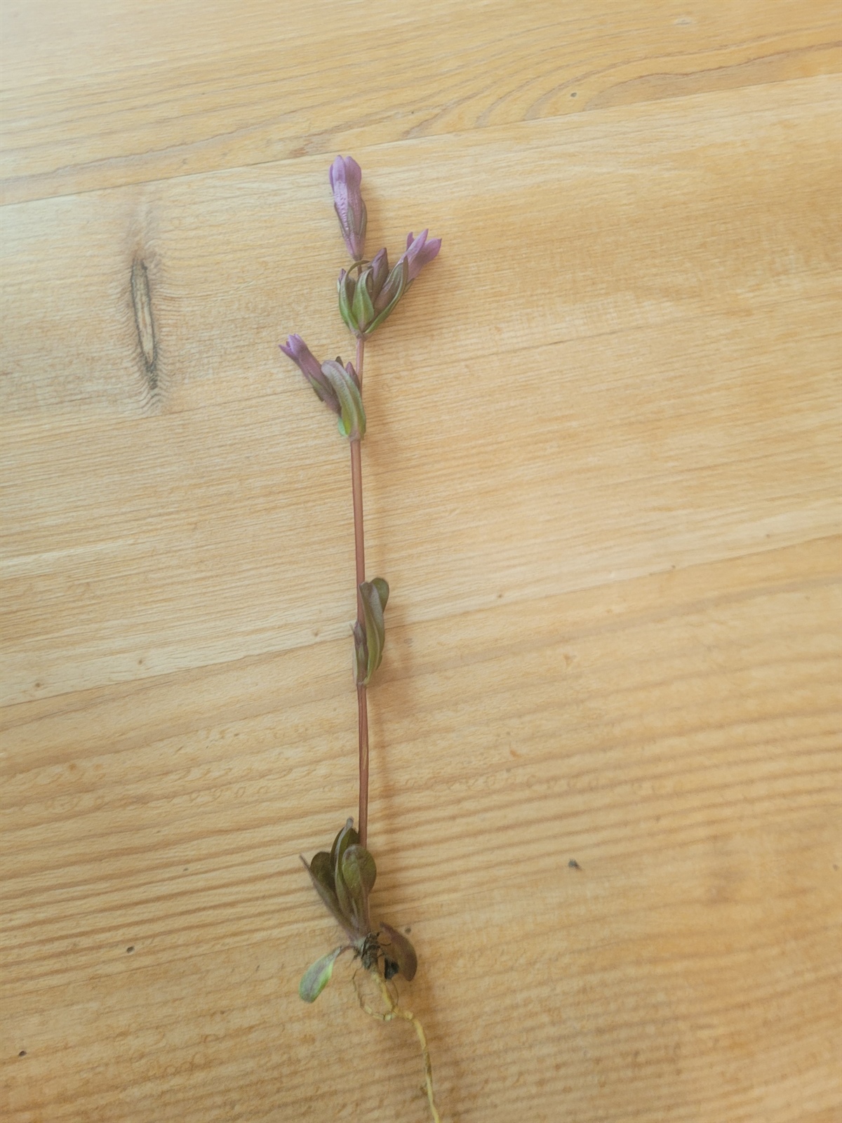 Gentianella amarella (autumn gentian) (alternate view 11)