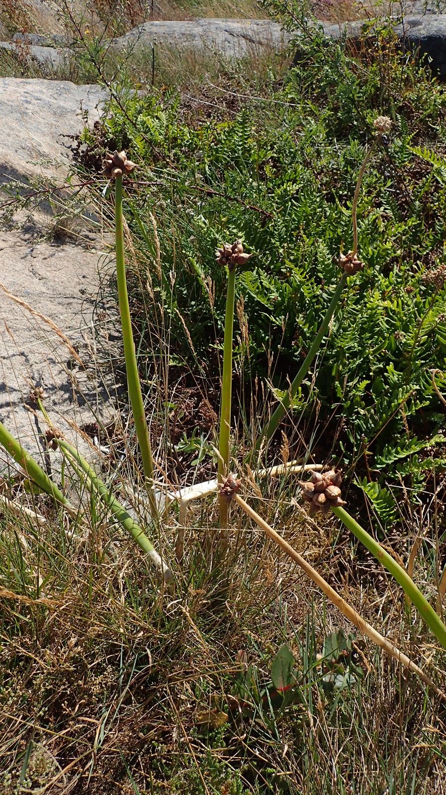Allium proliferum (tree onion) (alternate view 6)