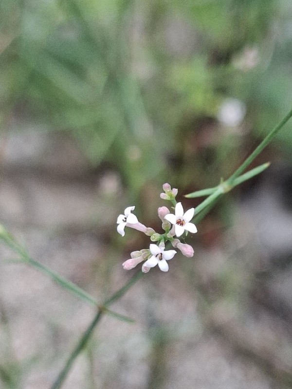 Cynanchica pyrenaica (Squinancywort) (alternate view 6)