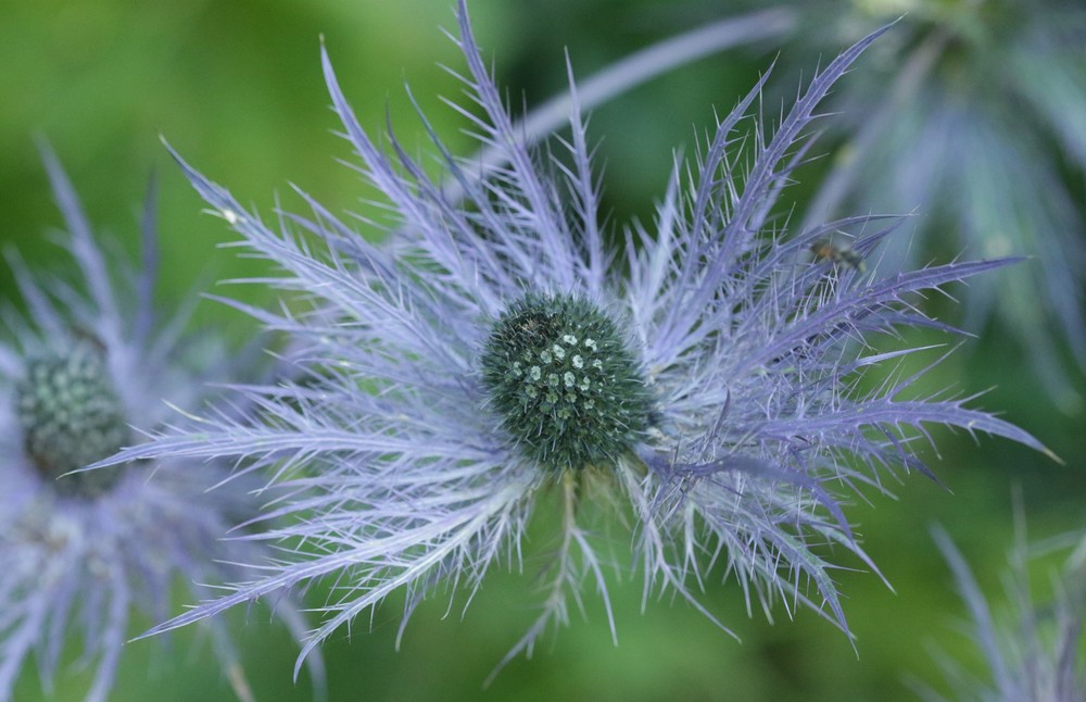 Eryngium alpinum (Alpine Sea Holly) (alternate view 12)