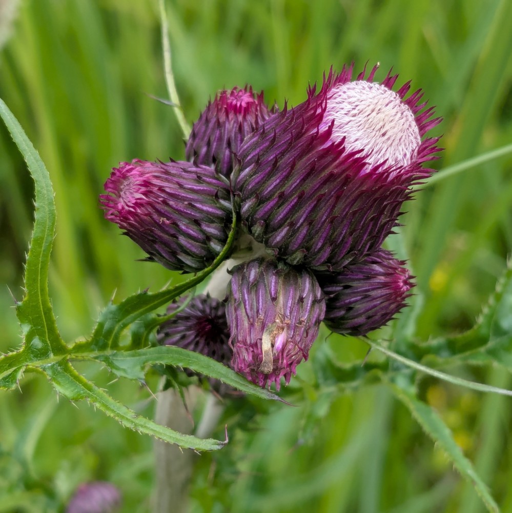 Cirsium rivulare