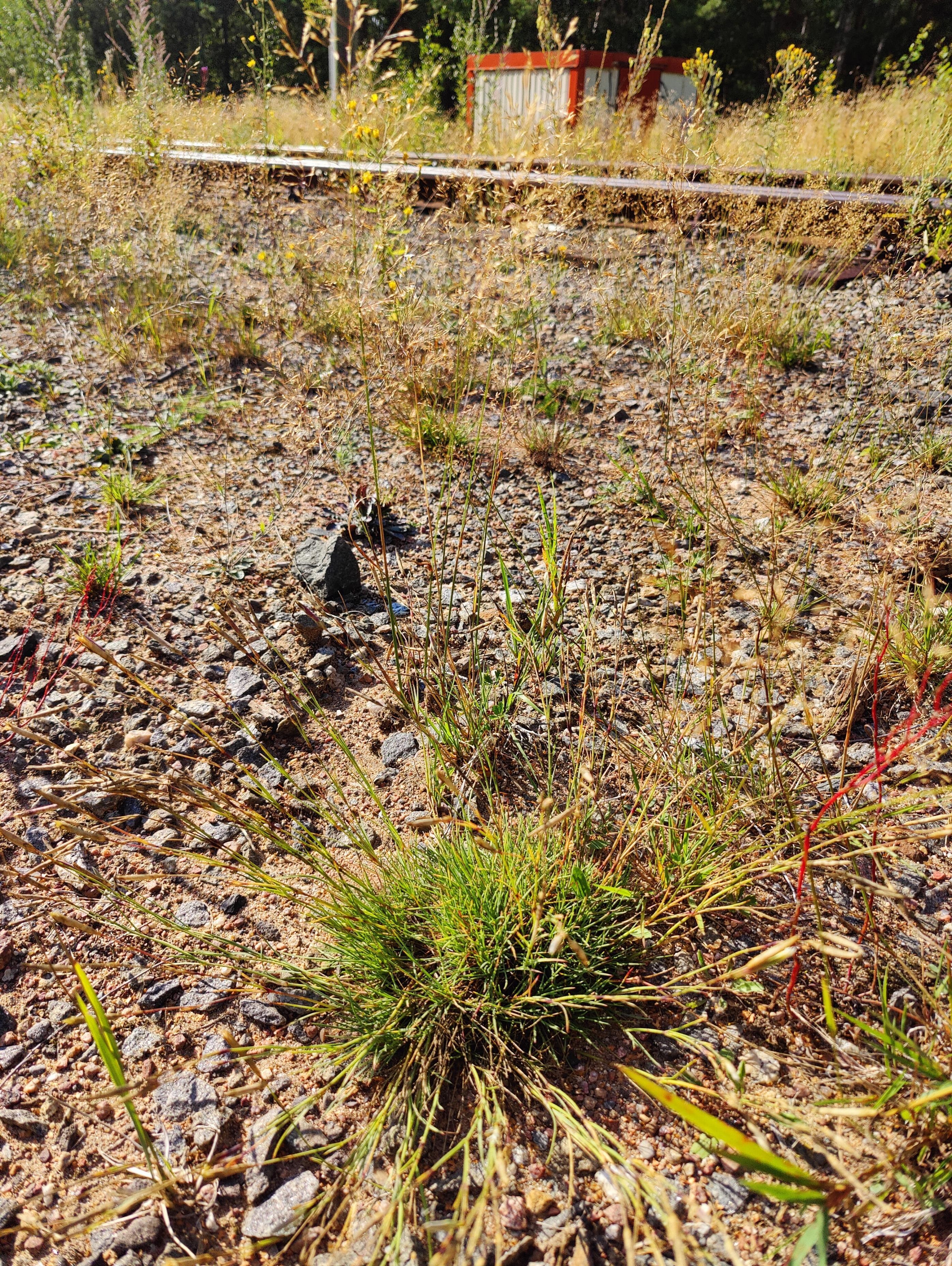 Dianthus arenarius (sand pink) (alternate view 13)