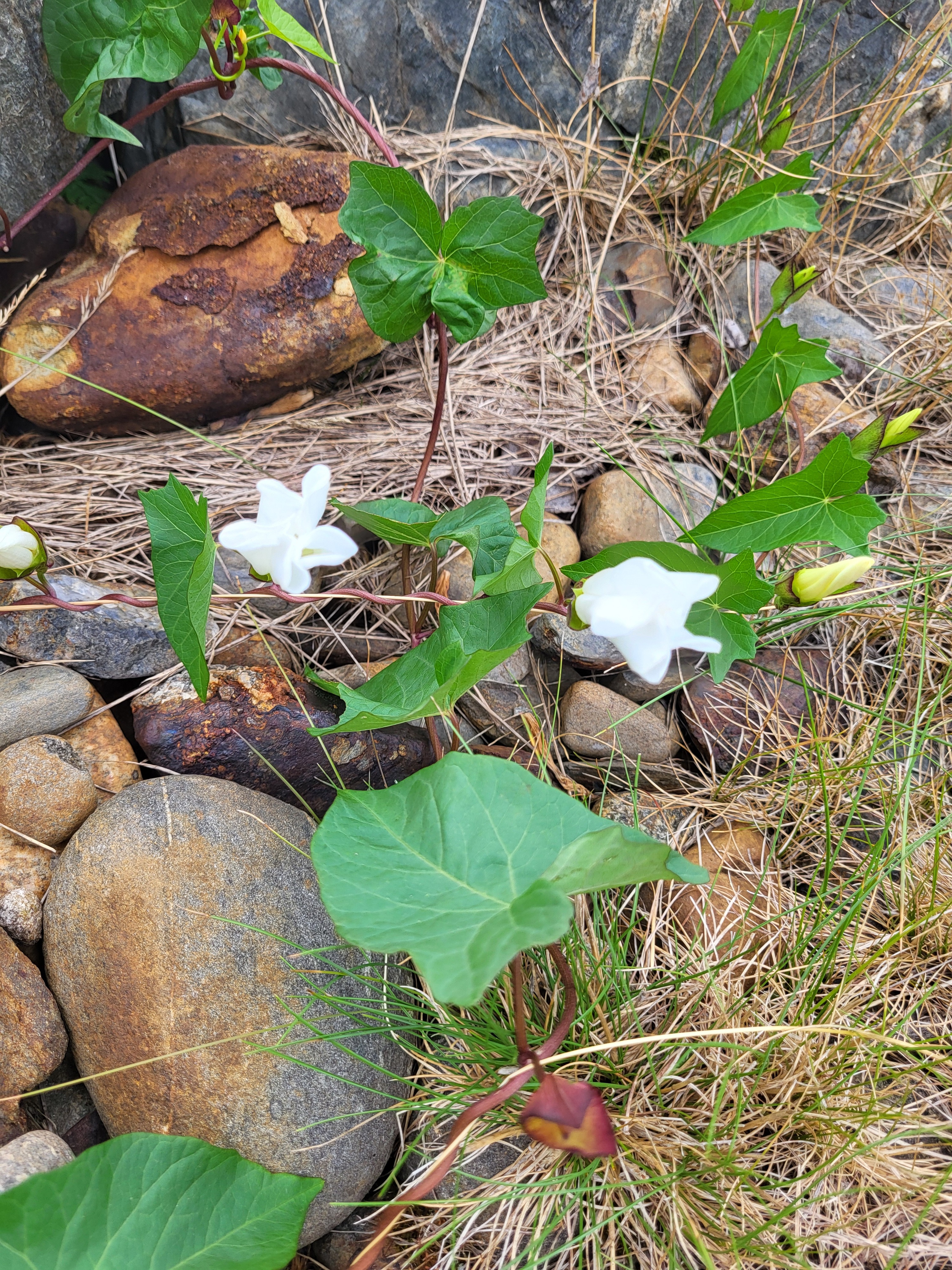 Ipomoea lacunosa (White Morning-glory) (alternate view 10)
