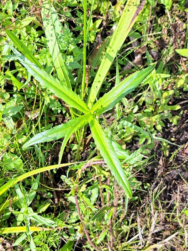Bidens cernua (Nodding Beggarticks) (alternate view 10)