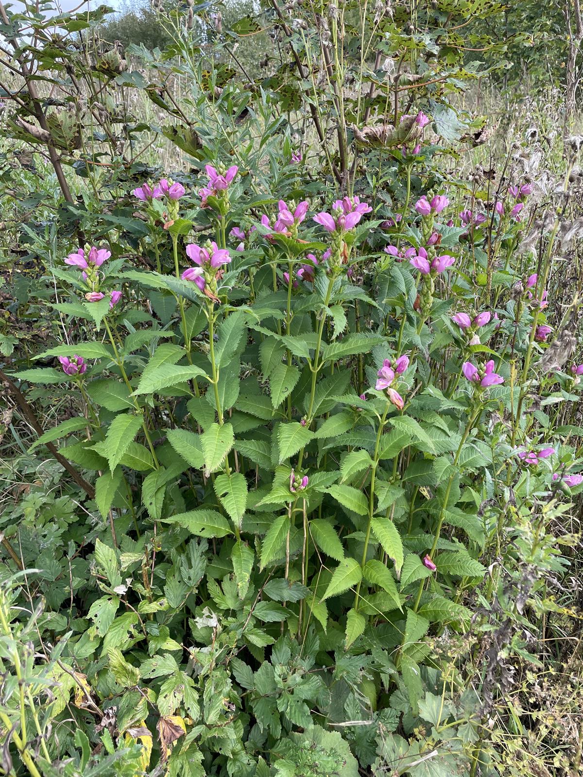 Chelone obliqua (Rose Turtlehead) (alternate view 11)