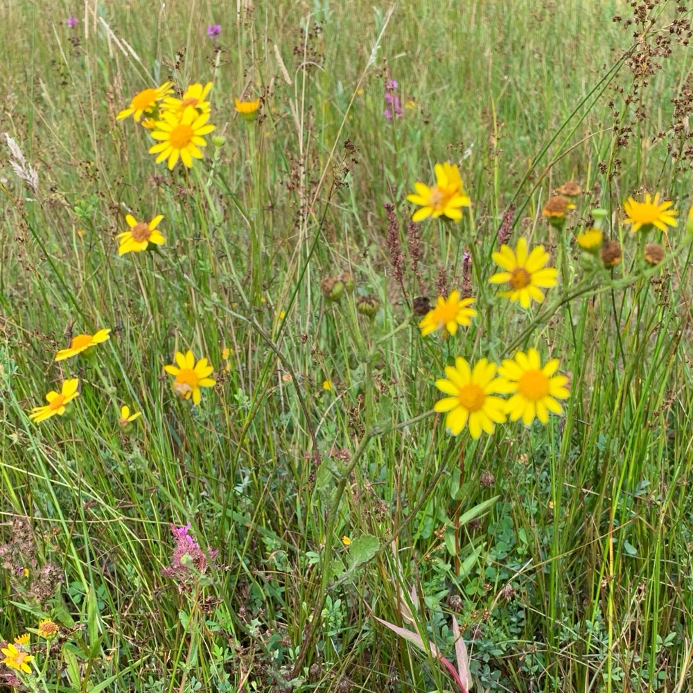 Jacobaea (ragworts) (alternate view 3)