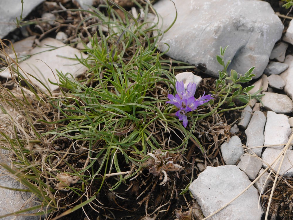 Edraianthus graminifolius (Grassy Bells) (alternate view 10)