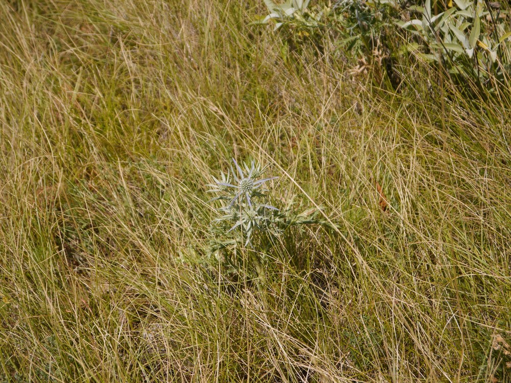 Eryngium amethystinum (Amethyst Sea Holly) (alternate view 11)