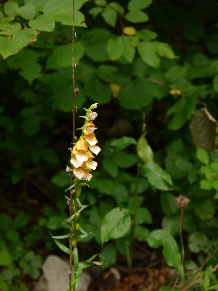 Digitalis laevigata (Grecian Foxglove) (alternate view 12)
