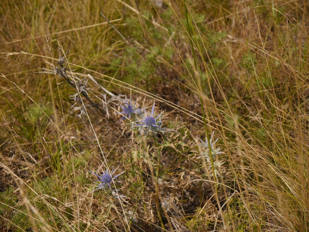 Eryngium amethystinum (Amethyst Sea Holly) (alternate view 12)