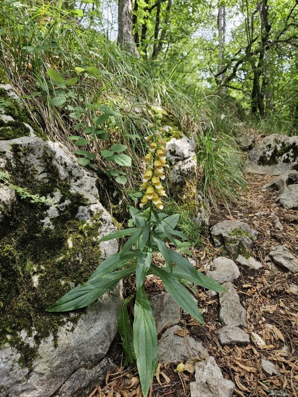 Digitalis laevigata (Grecian Foxglove) (alternate view 13)
