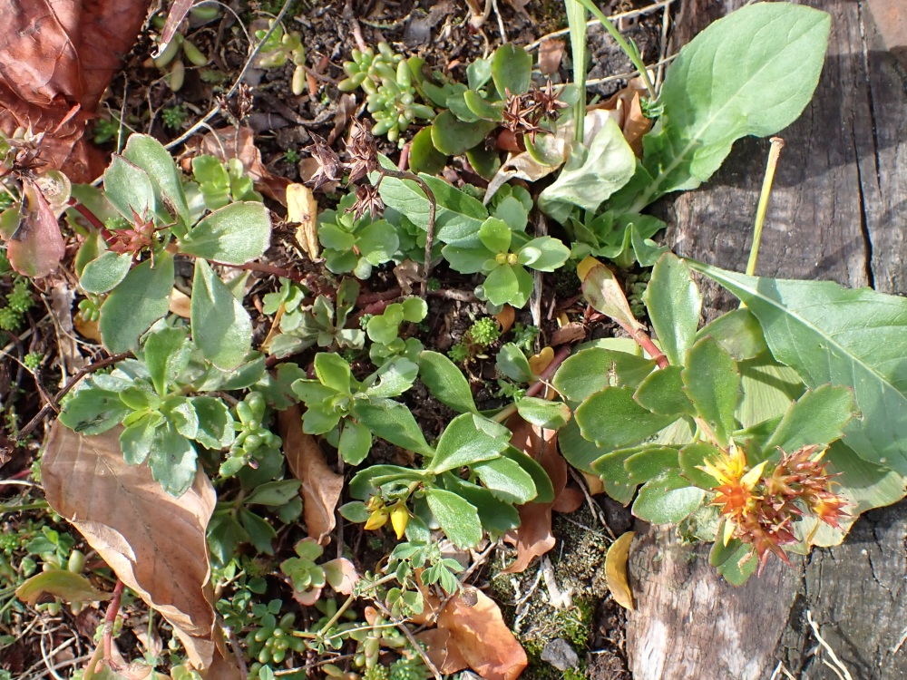 Phedimus kamtschaticus (Orange Stonecrop) (alternate view 10)