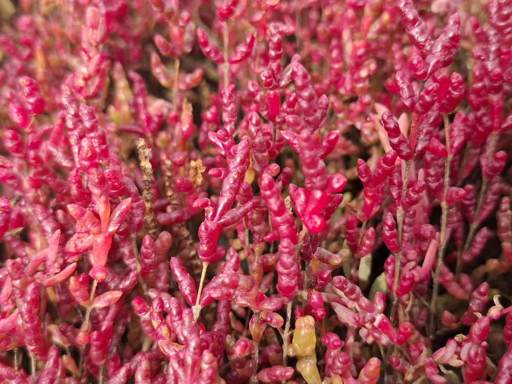 Salicornia europaea (Common Glasswort) (alternate view 10)