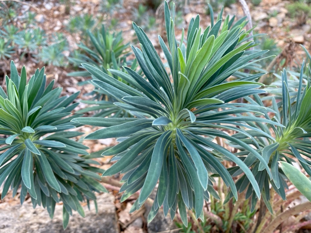 Euphorbia characias wulfenii (Mediterranean spurge) (alternate view 6)