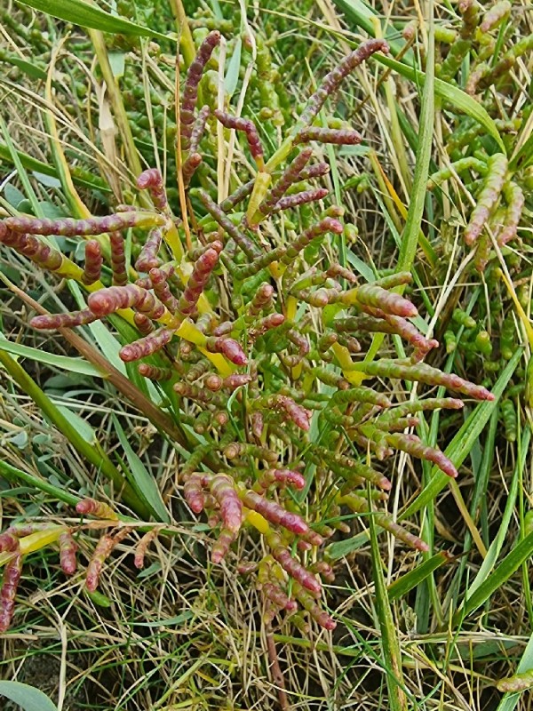 Salicornia europaea (Common Glasswort) (alternate view 8)