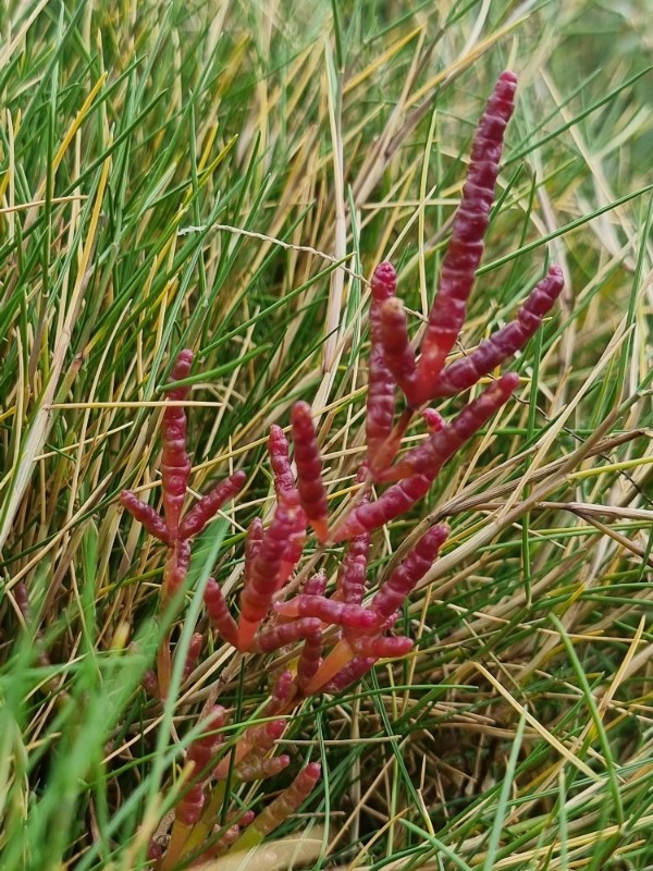 Salicornia europaea (Common Glasswort) (alternate view 9)