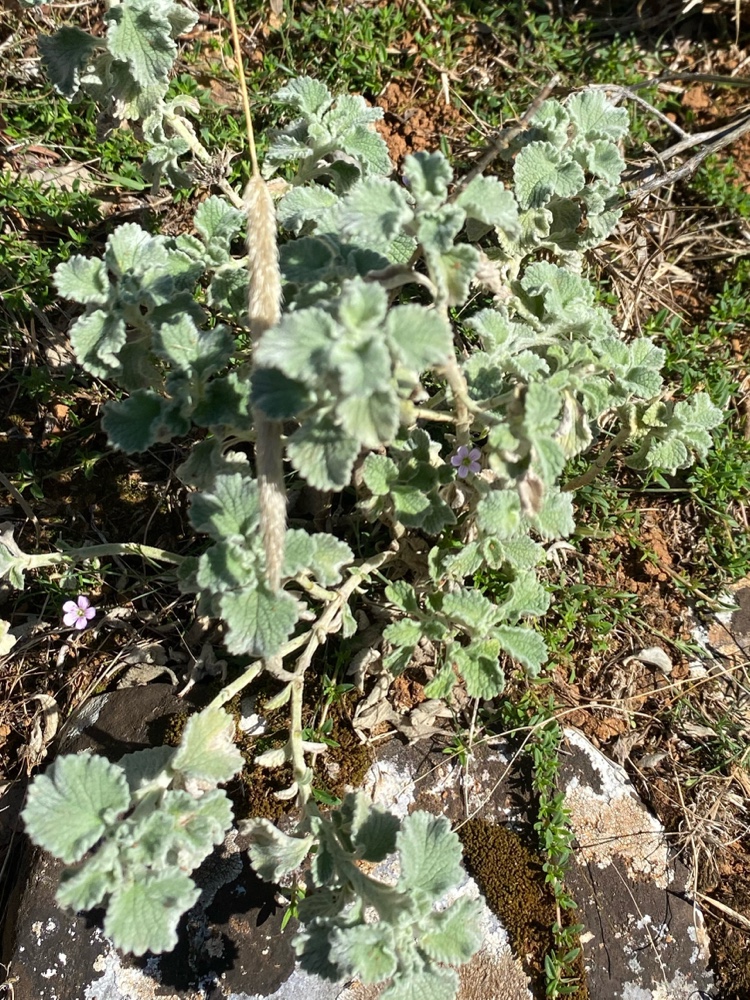 Marrubium incanum (alternate view 2)
