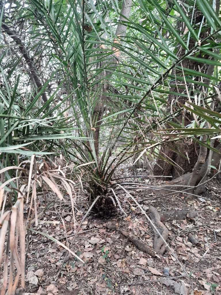 Caryota (Fishtail palms)