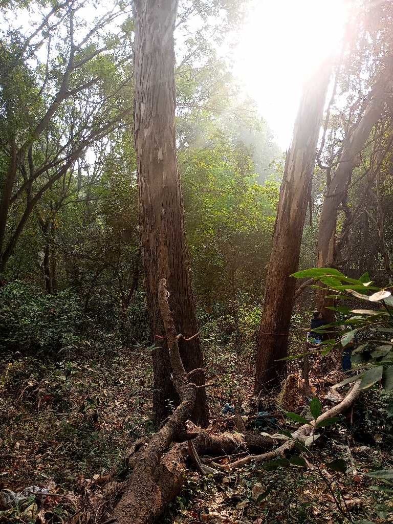 Eucalyptus tereticornis (Forest red gum) (alternate view 11)