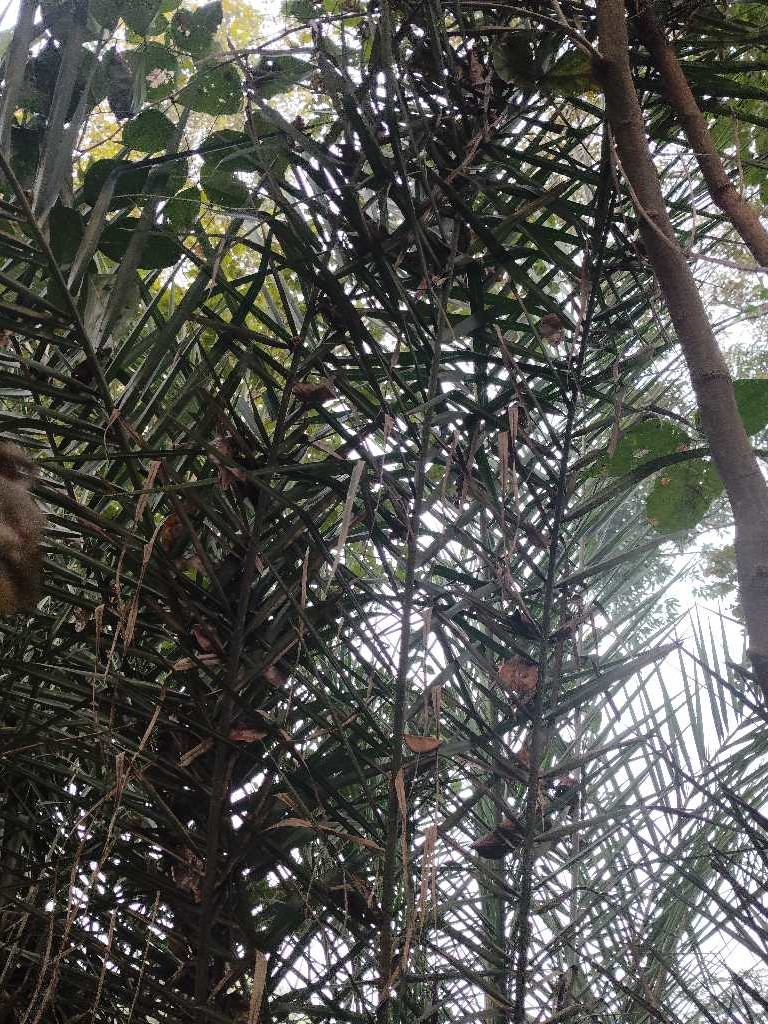 Caryota (Fishtail palms) (alternate view 2)
