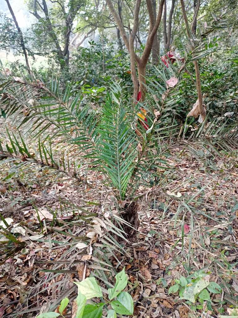 Phoenix sylvestris (Silver Date Palm) (alternate view 8)