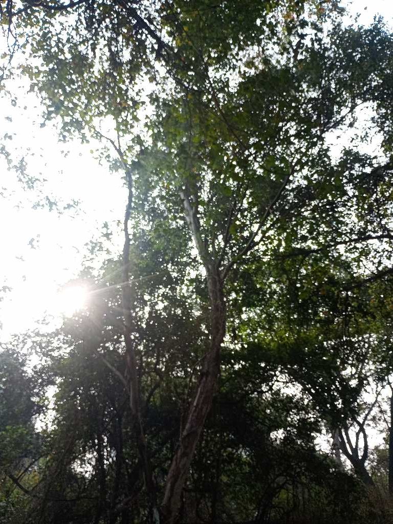 Eucalyptus tereticornis (Forest red gum) (alternate view 12)