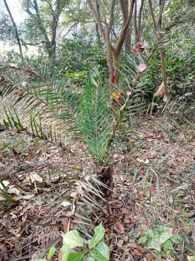 Phoenix sylvestris (Silver Date Palm) (alternate view 9)
