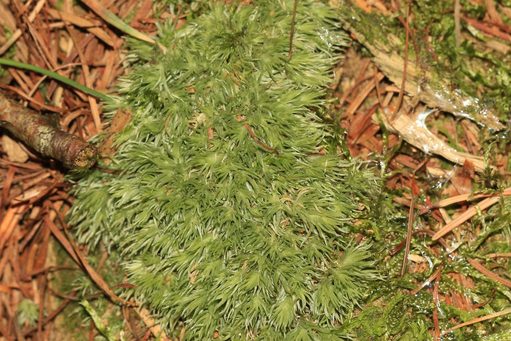 Leucobryum albidum (white moss) (alternate view 11)