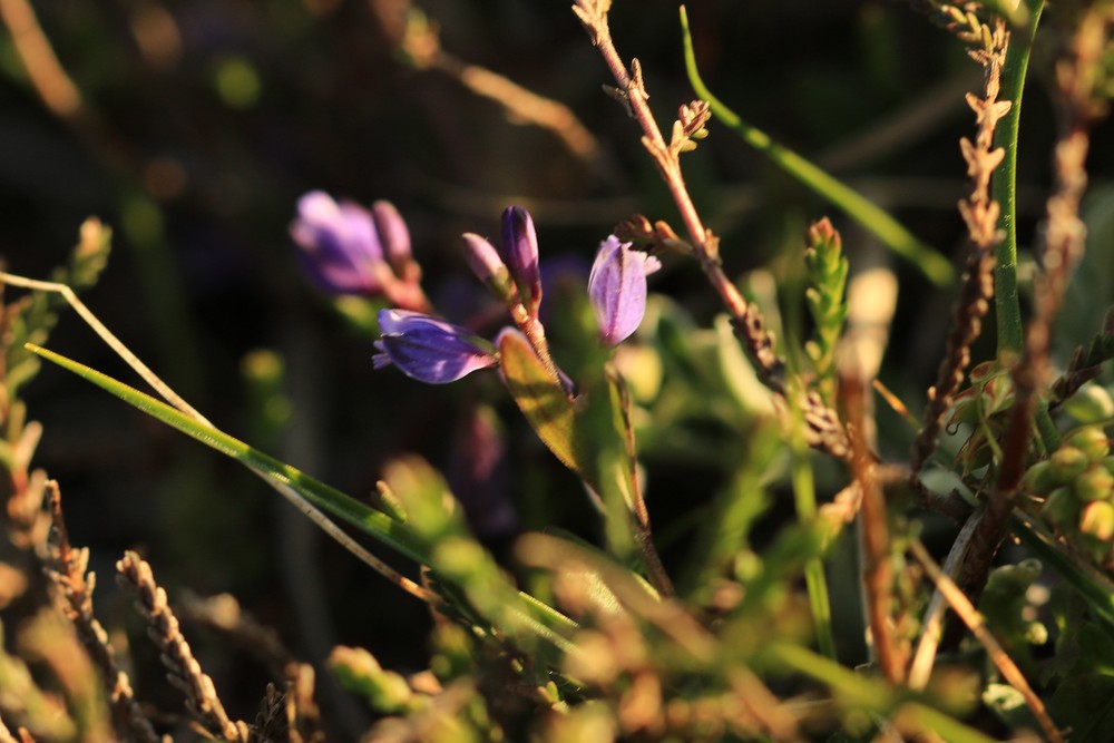 Polygala serpyllifolia (Heath Milkwort) (alternate view 11)