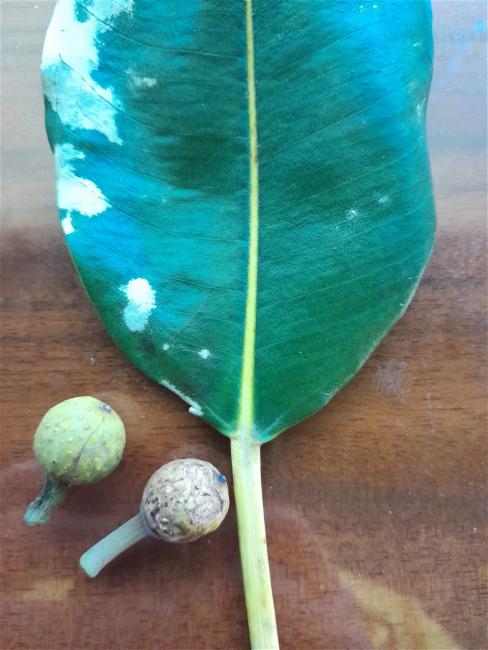 Ficus macrophylla (Moreton Bay fig) (alternate view 11)