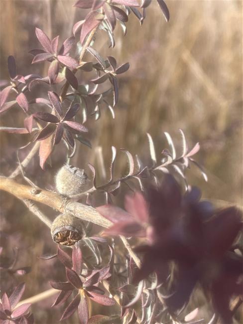 Leptospermum lanigerum (Woolly Teatree) (alternate view 11)