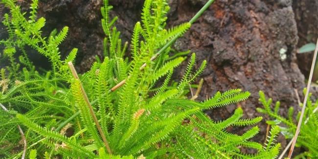 Selaginella uliginosa (Swamp Spikemoss) (alternate view 11)