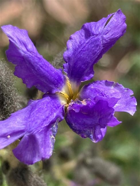 Dampiera purpurea (Purple Dampiera) (alternate view 12)