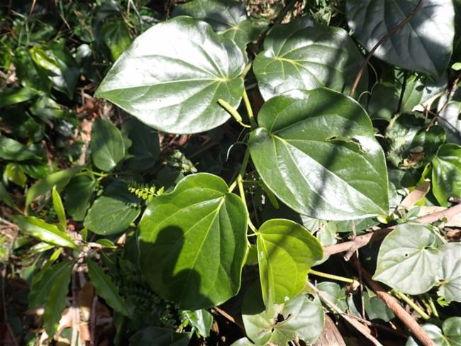 Piper hederaceum (Australian Pepper Vine) (alternate view 10)