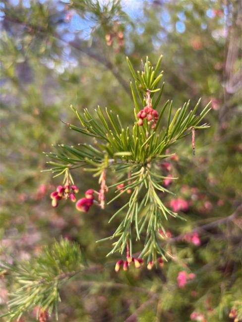 Grevillea rosmarinifolia (rosemary grevillea) (alternate view 11)