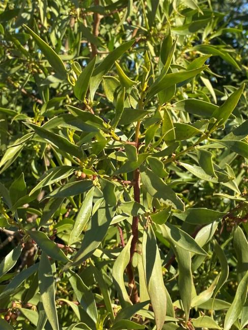 Myoporum montanum (waterbush) (alternate view 11)