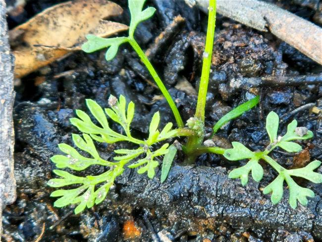 Daucus glochidiatus (Australian Carrot) (alternate view 11)