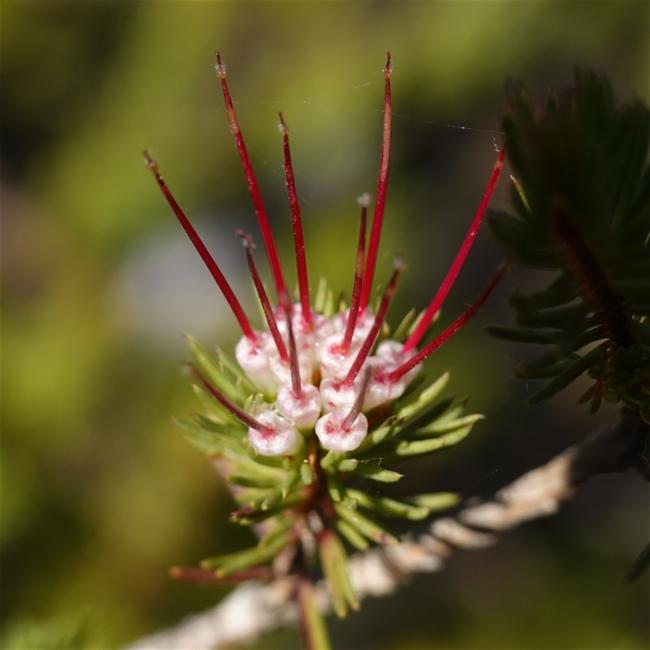 Darwinia fascicularis (clustered darwinia) (alternate view 11)