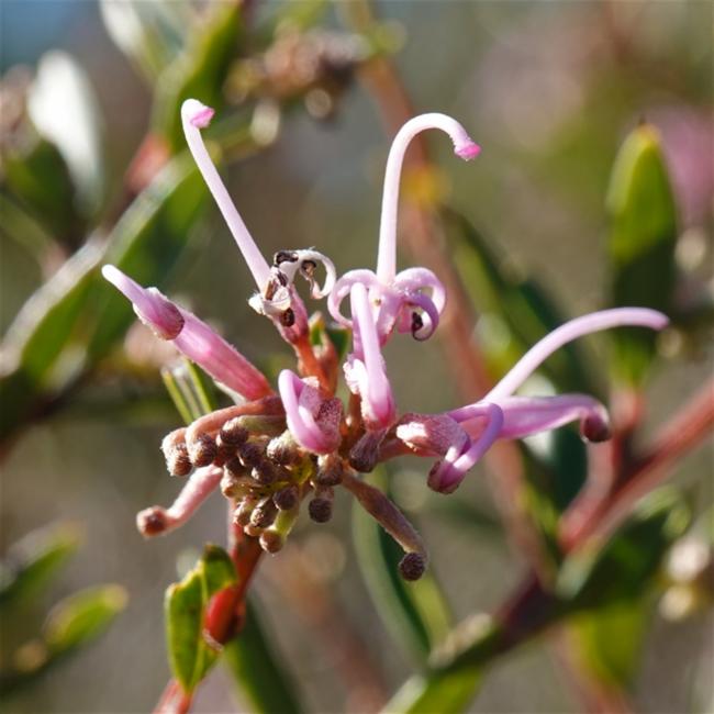 Grevillea sericea (Pink Spider Flower) (alternate view 10)