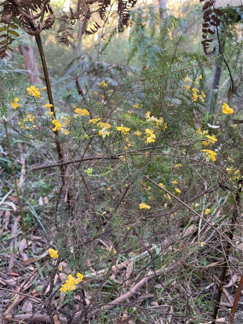 Dillwynia retorta (heathy parrot pea) (alternate view 11)