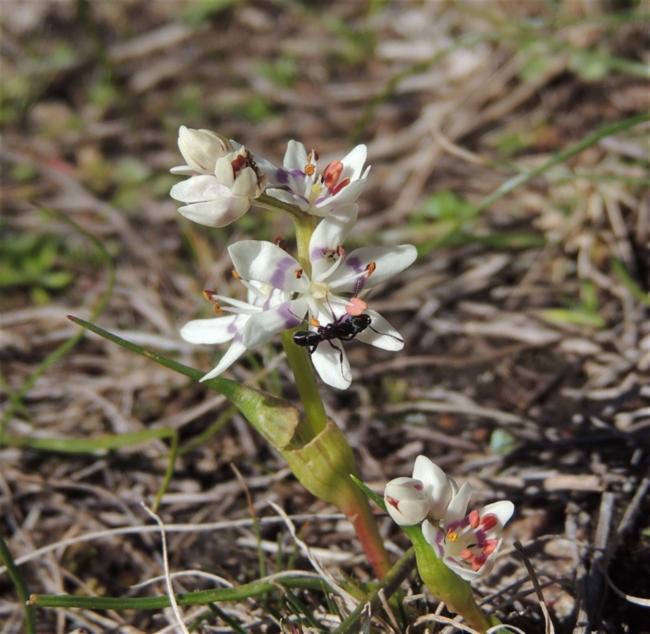 Wurmbea dioica (Early Nancy) (alternate view 12)